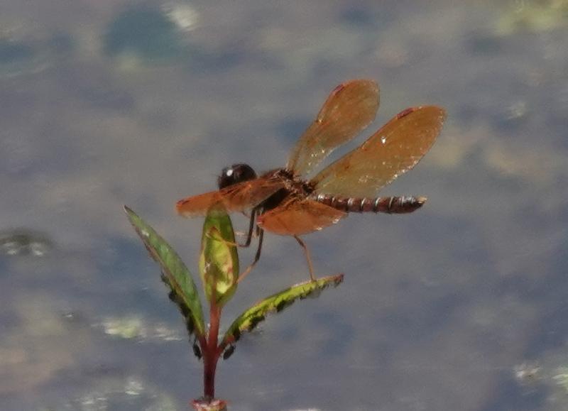 Photo of Eastern Amberwing