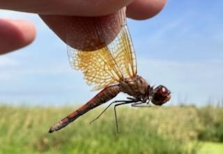 Photo of Band-winged Meadowhawk