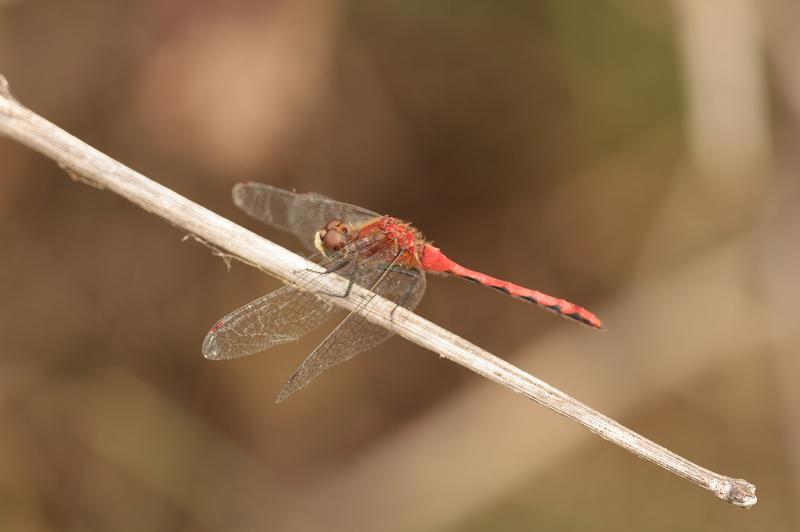 Photo of White-faced Meadowhawk