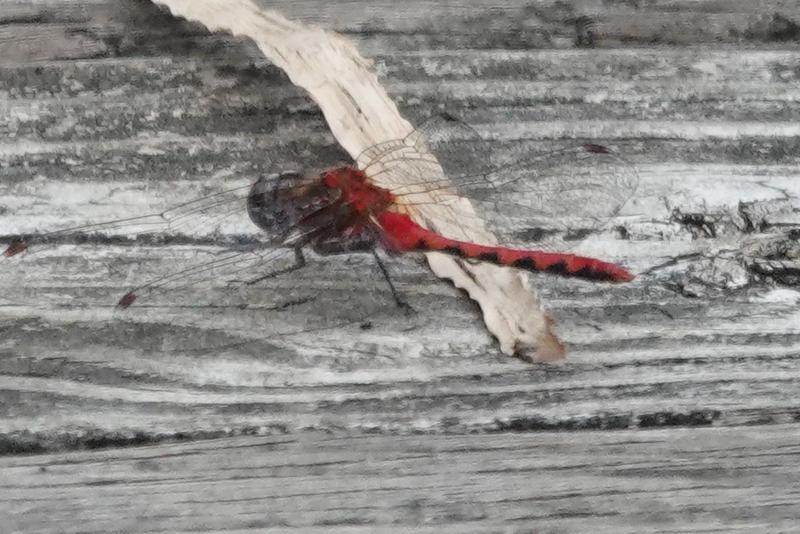 Photo of White-faced Meadowhawk