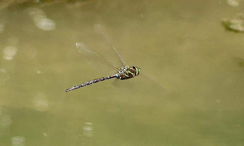 Photo of Shadow Darner