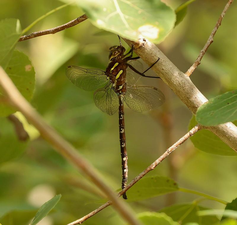 Photo of Shadow Darner