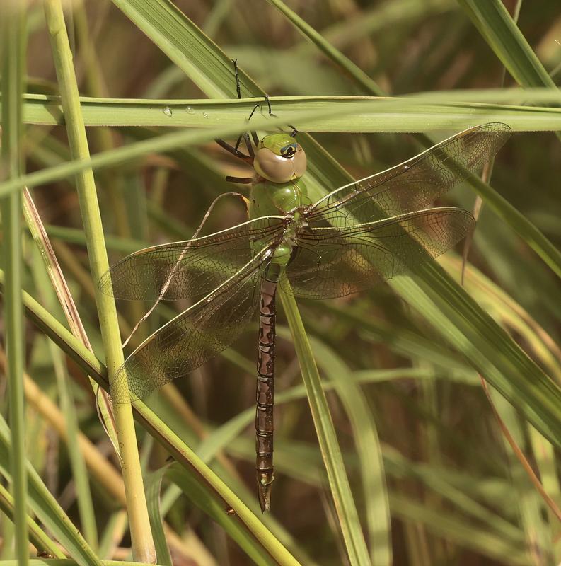 Photo of Common Green Darner
