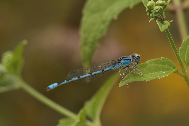 Photo of Familiar Bluet