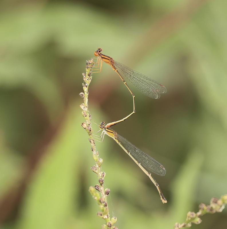 Photo of Orange Bluet