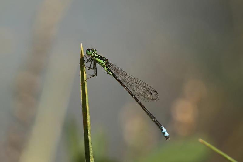 Photo of Eastern Forktail