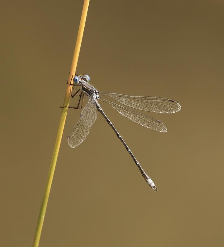 Photo of Spotted Spreadwing