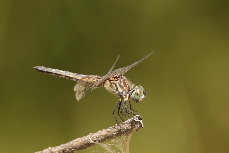 Photo of Blue Dasher