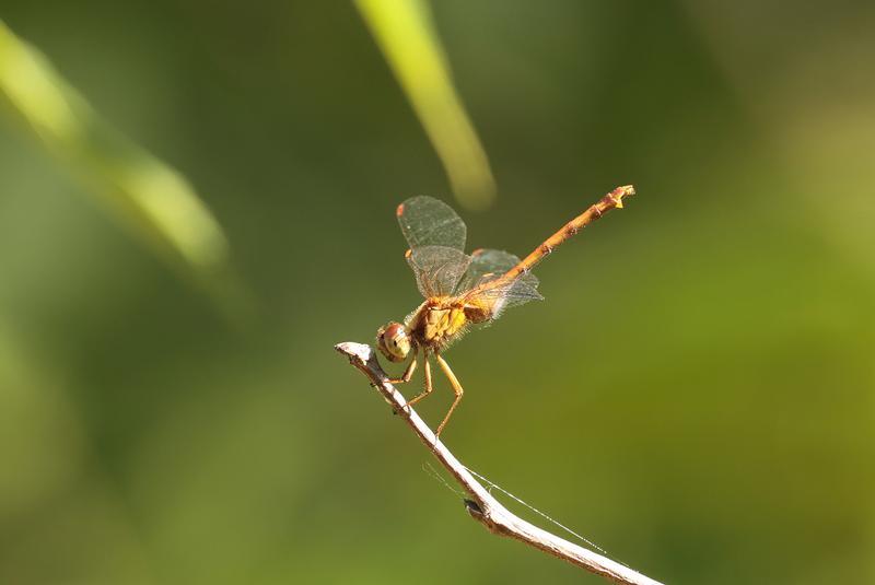 Photo of Autumn Meadowhawk