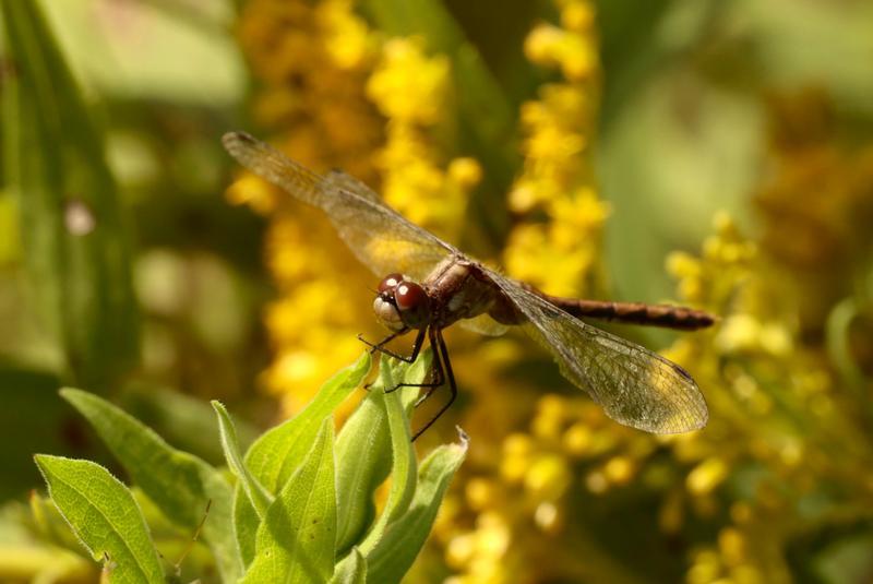Photo of White-faced Meadowhawk