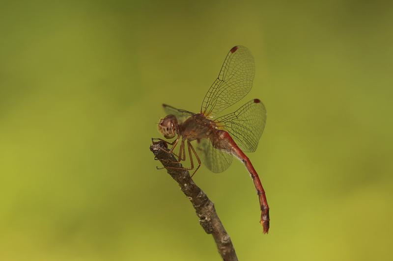 Photo of Autumn Meadowhawk