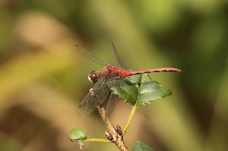 Photo of White-faced Meadowhawk