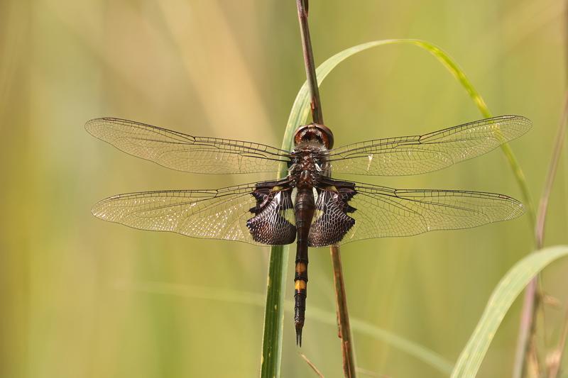 Photo of Black Saddlebags