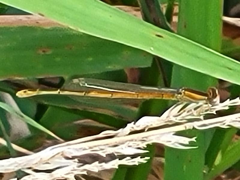 Photo of Citrine Forktail