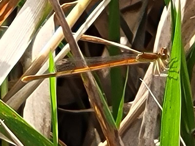 Photo of Citrine Forktail