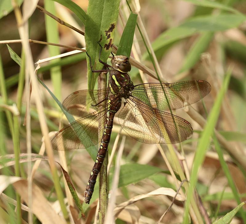 Photo of Shadow Darner