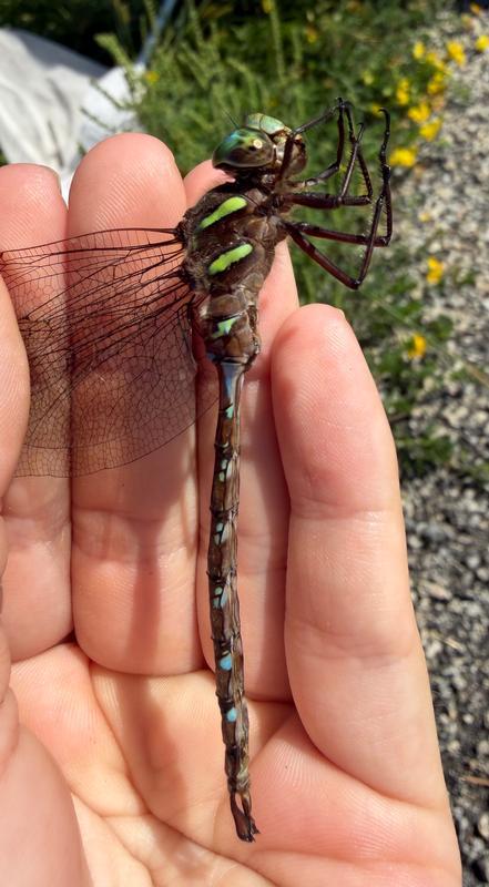 Photo of Shadow Darner