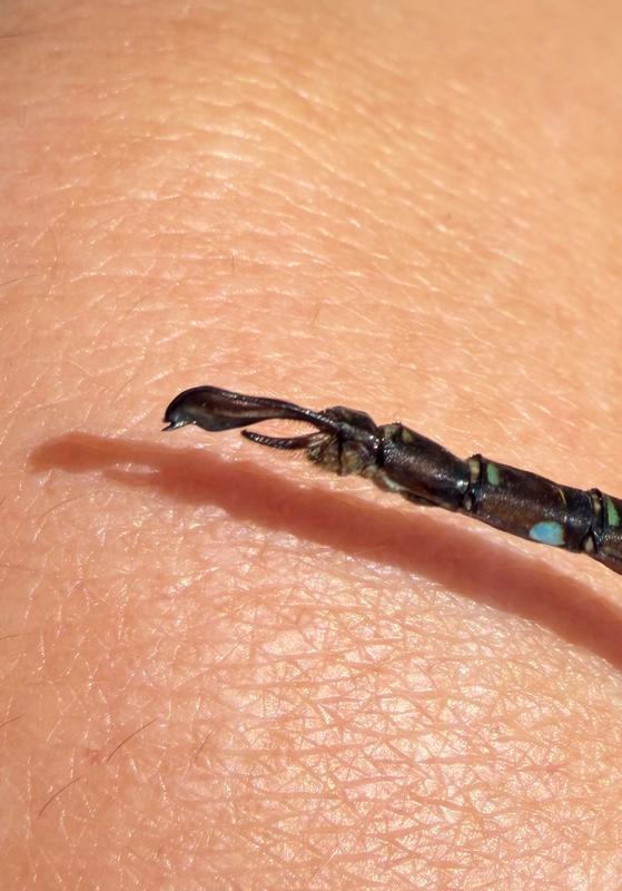 Photo of Shadow Darner
