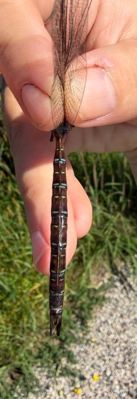 Photo of Shadow Darner