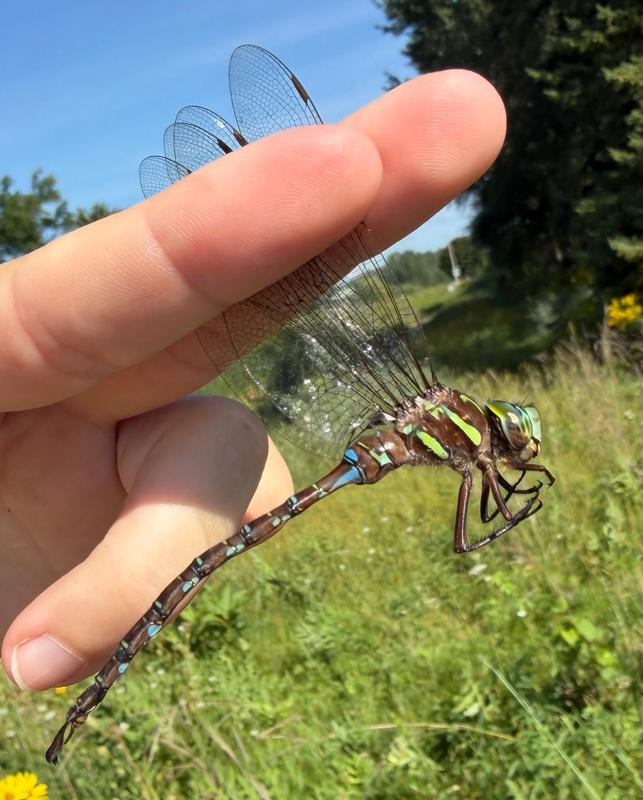 Photo of Shadow Darner