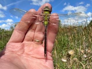 Photo of Common Green Darner