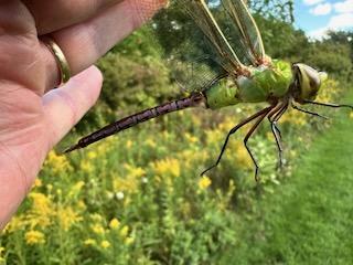 Photo of Common Green Darner