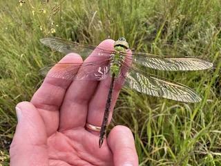 Photo of Common Green Darner
