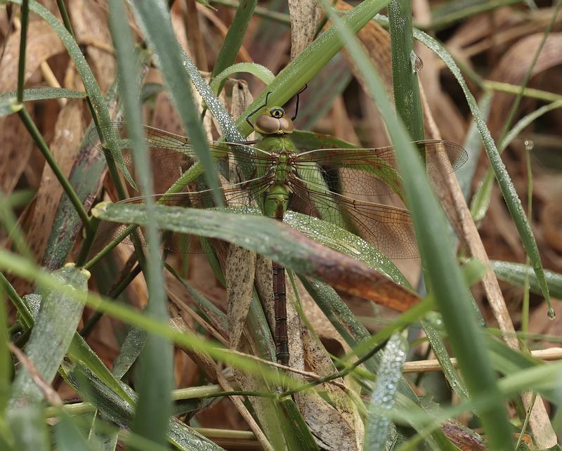 Photo of Common Green Darner