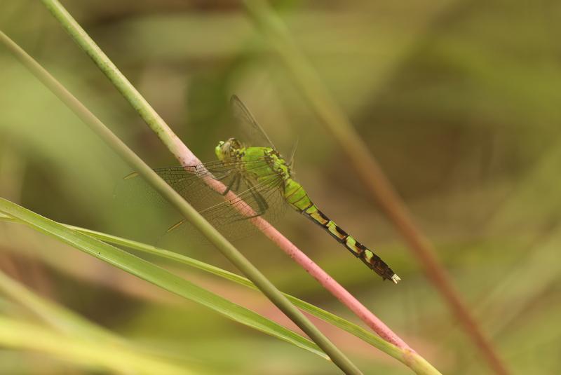 Photo of Eastern Pondhawk