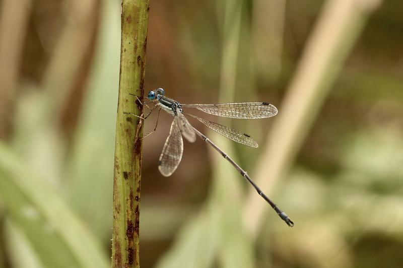 Photo of Slender Spreadwing