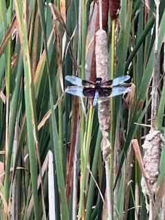 Photo of Widow Skimmer
