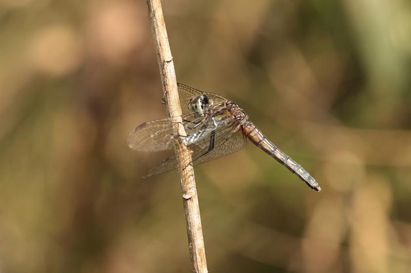 Photo of Blue Dasher