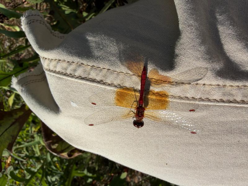 Photo of Band-winged Meadowhawk