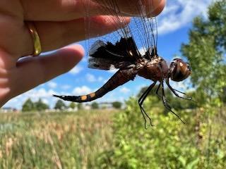 Photo of Black Saddlebags