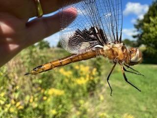 Photo of Black Saddlebags