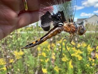 Photo of Black Saddlebags