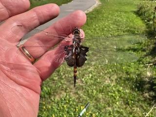 Photo of Black Saddlebags