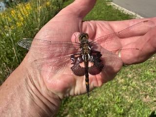 Photo of Black Saddlebags