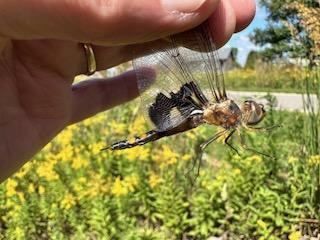 Photo of Black Saddlebags