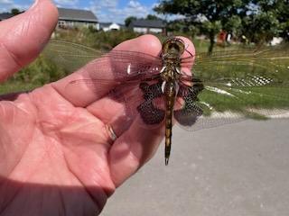 Photo of Black Saddlebags