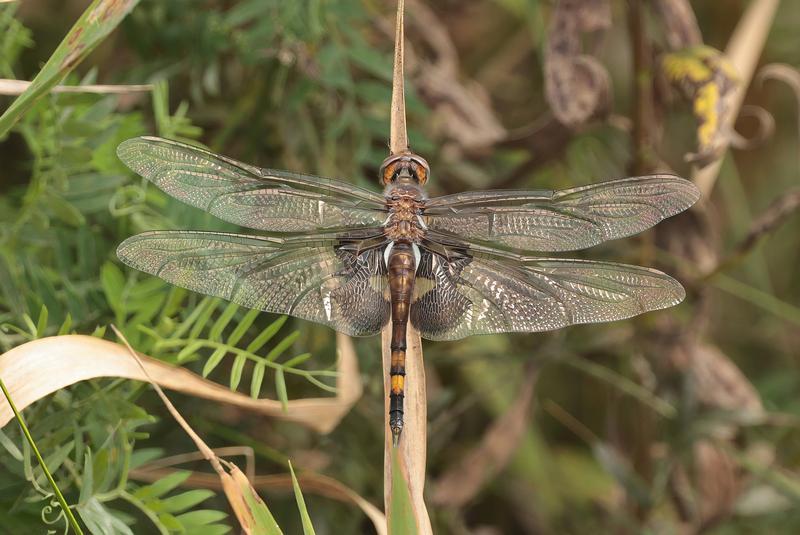 Photo of Black Saddlebags