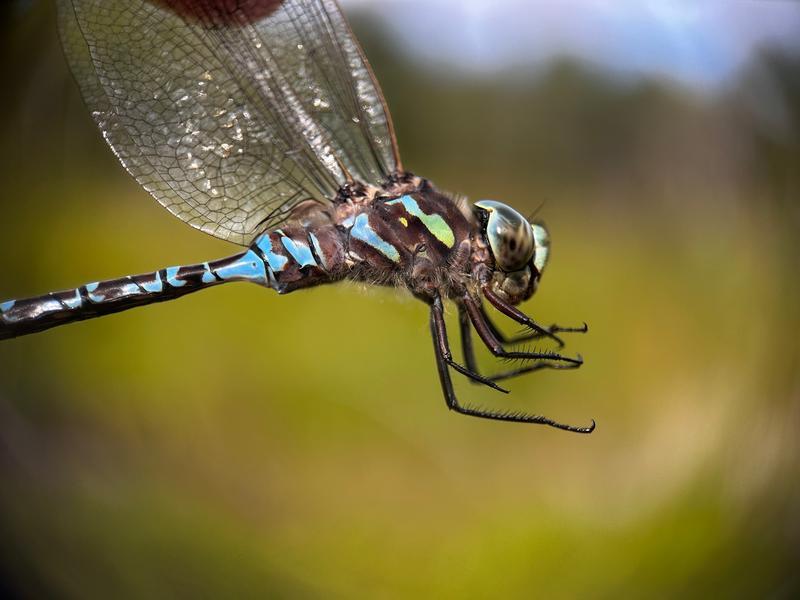 Photo of Canada Darner