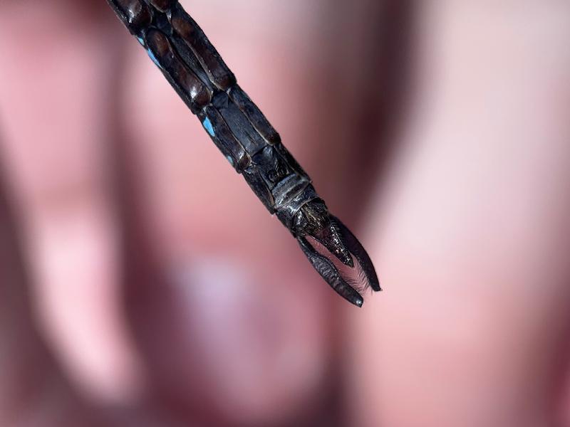 Photo of Canada Darner