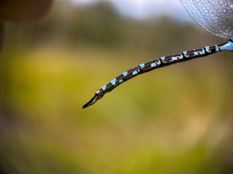 Photo of Canada Darner