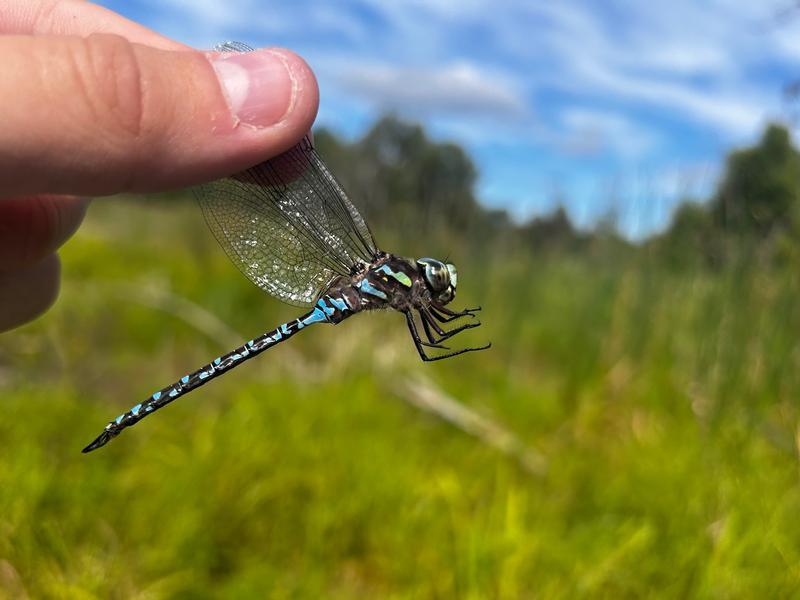 Photo of Canada Darner