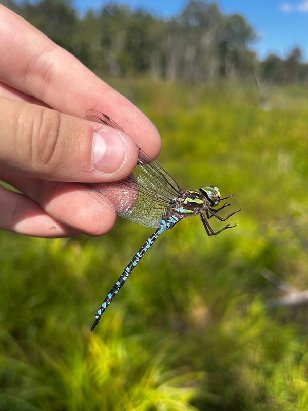 Photo of Green-striped Darner