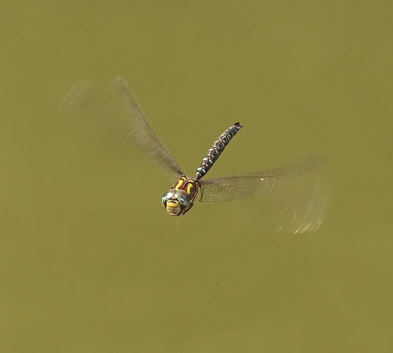 Photo of Shadow Darner