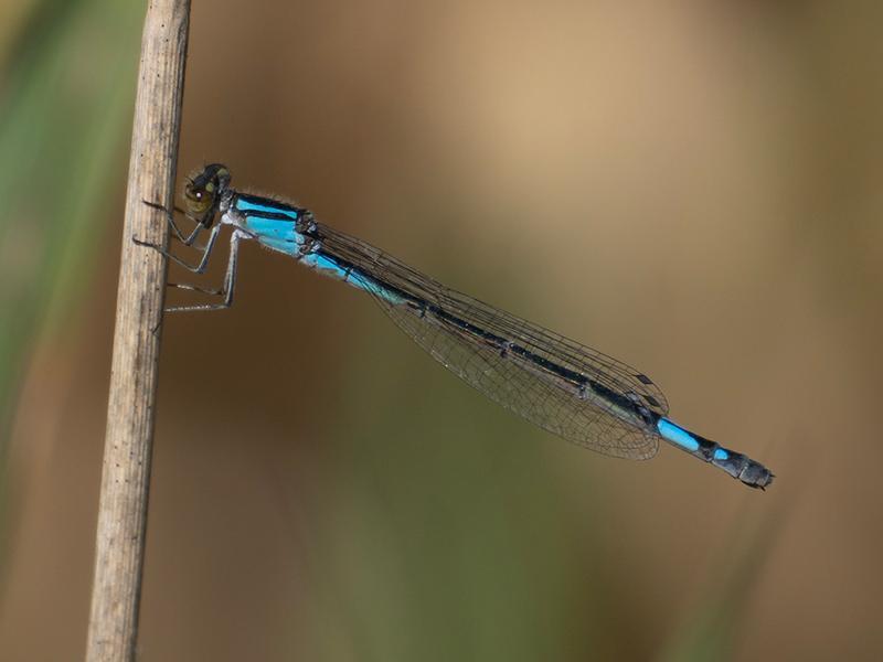 Photo of Azure Bluet
