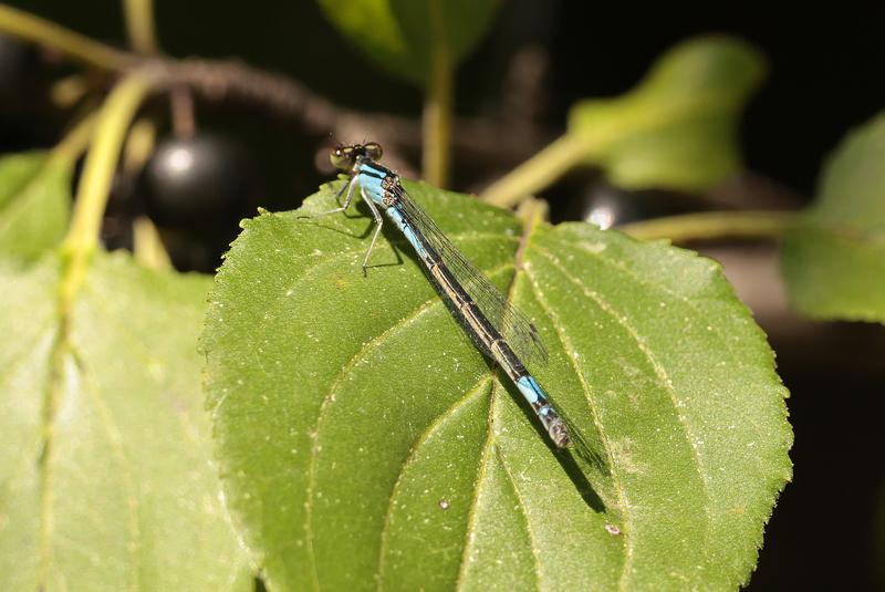 Photo of Azure Bluet
