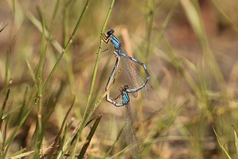 Photo of Familiar Bluet